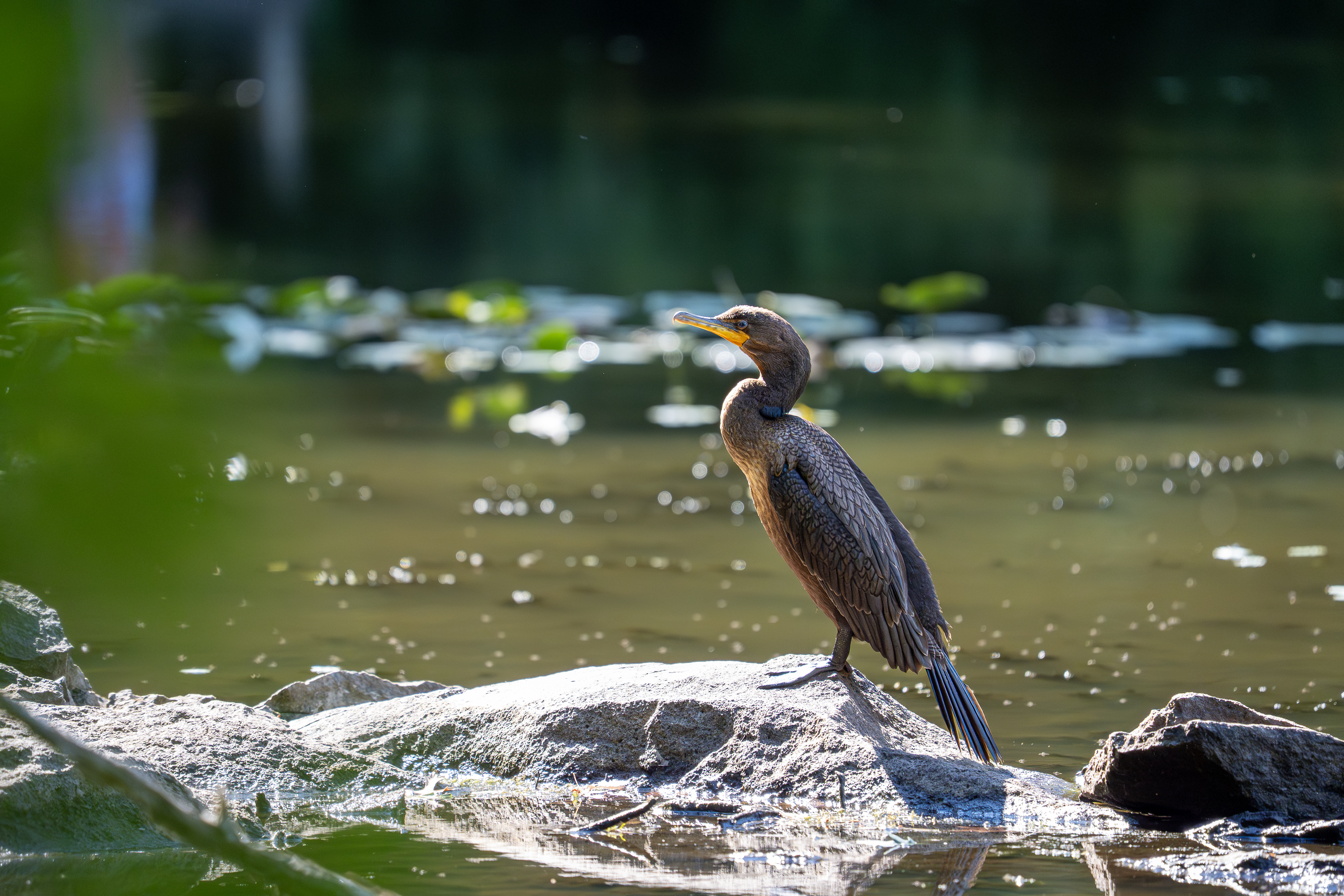 Cormorant
