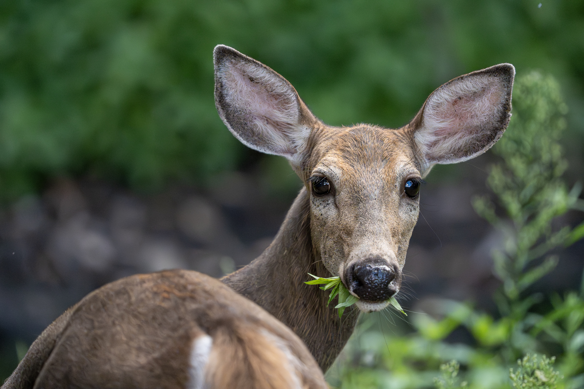 Deer Munching Grass