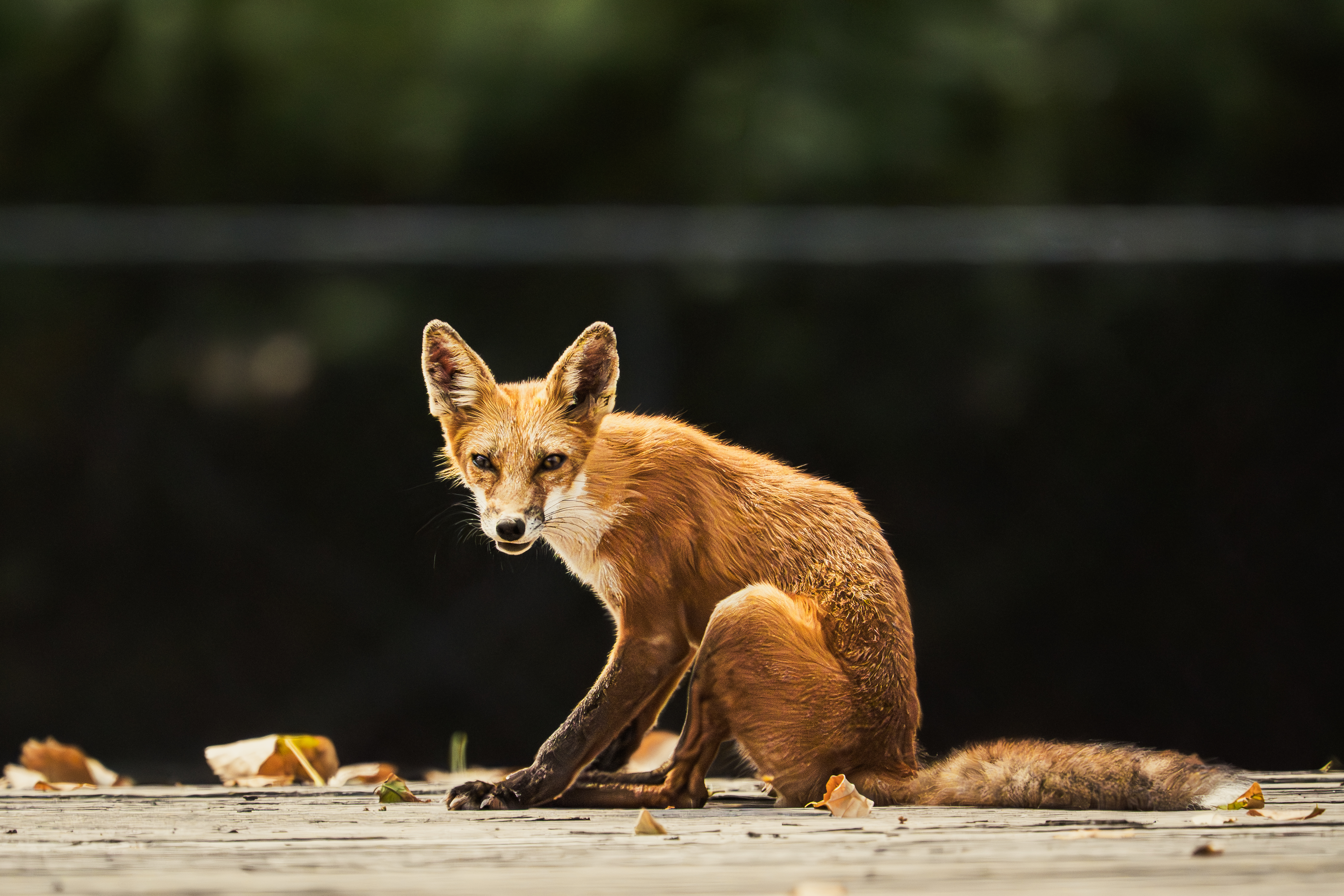 Fox Photo 2